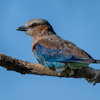 Solio - Abyssinian roller